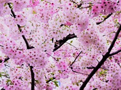 駿河桜