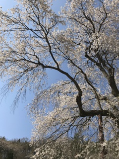 赤和の枝垂れ桜