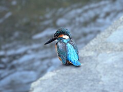 善福寺川のカワセミ