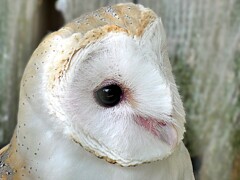 メンフクロウ