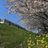 春色の中を走る西武電車