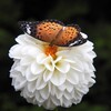 花と蝶