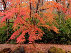 桜ケ丘公園の紅葉