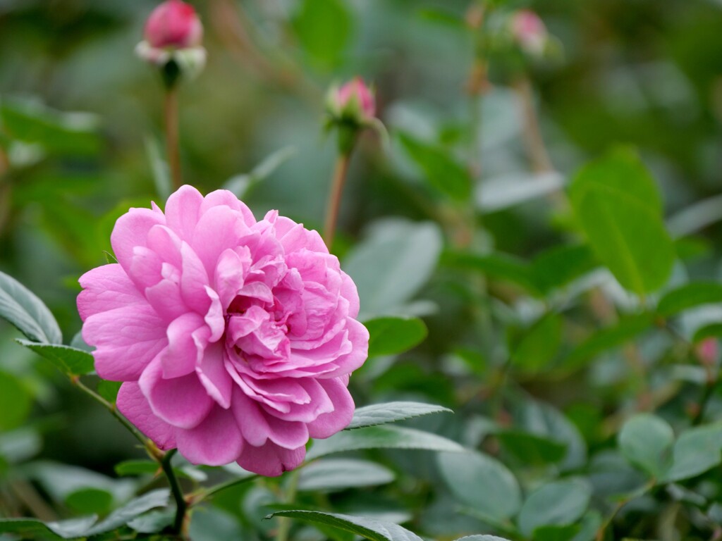 新宿御苑のバラ