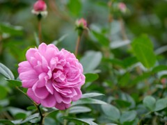 新宿御苑のバラ