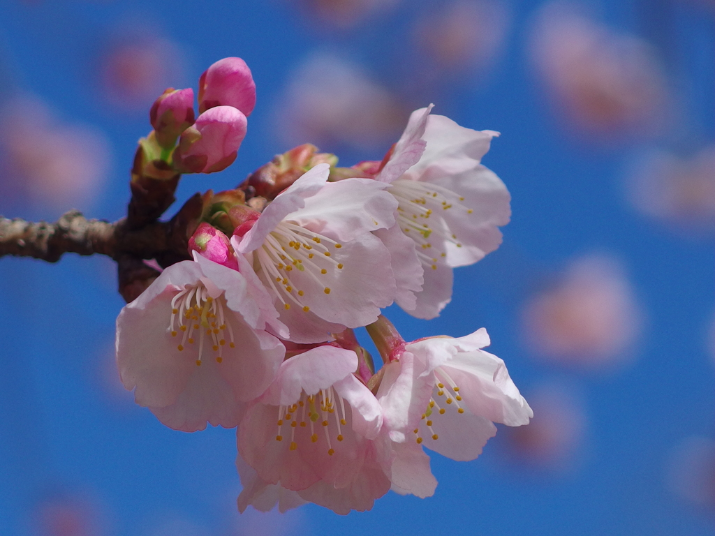 大寒桜