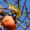 カキジロー