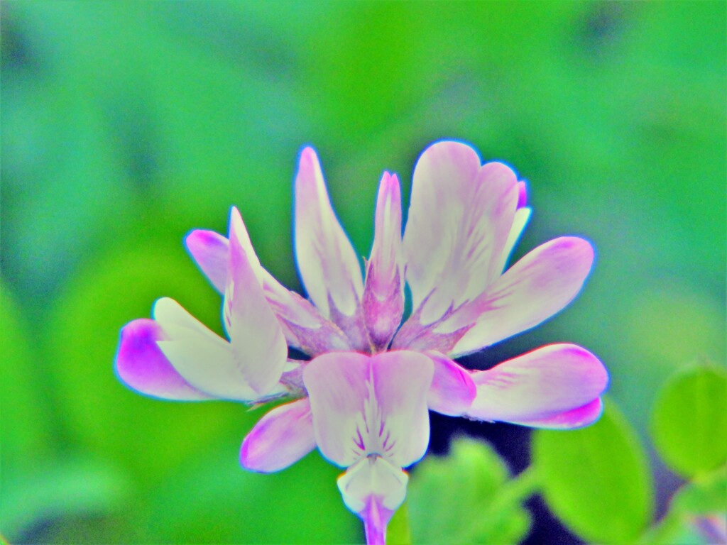蓮華草