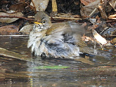 シロハラの水浴び