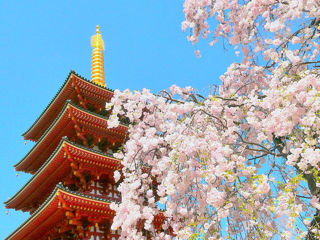五重塔と枝垂れ桜