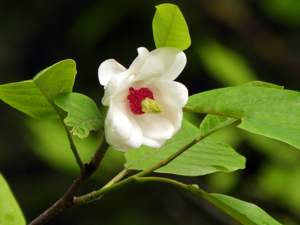 大葉大山蓮華