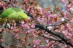 河津桜を食す輪掛本青鸚哥