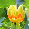 ユリノキの花