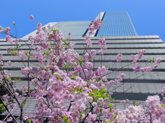赤坂インターシティAIRの桜