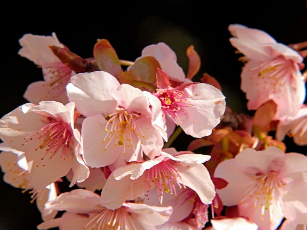 薩摩寒桜