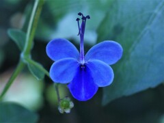 Blue butterfly flower