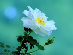 白花姫八重ハマナス