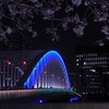 永代橋と大寒桜