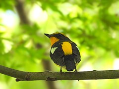 キビタキ♂
