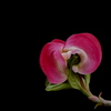 花水木