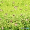 雀さん一斉に飛び立ち～～