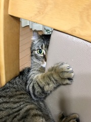 椅子戯れ そらちゃん )^o^(