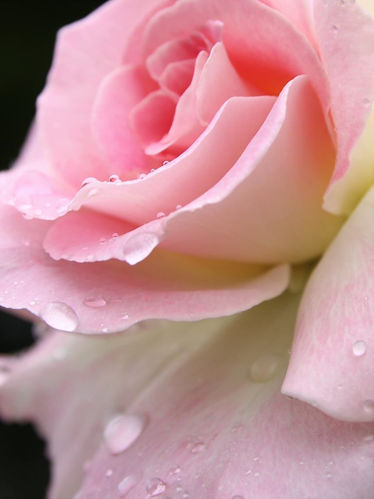 ８月の薔薇