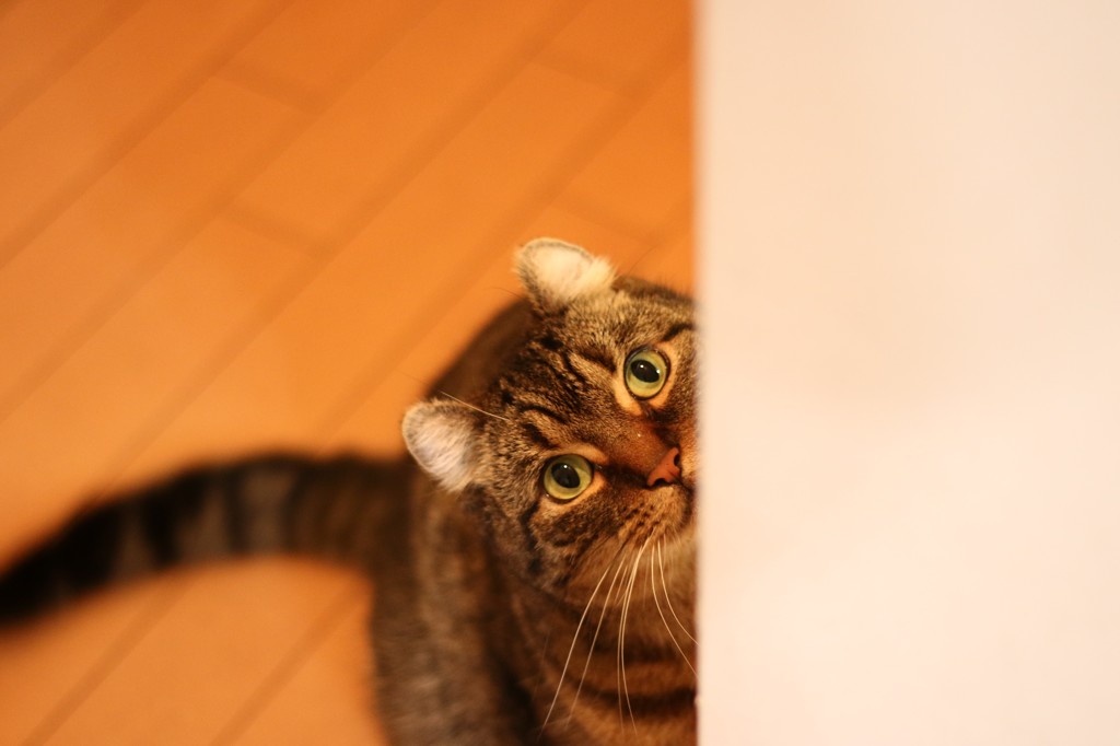 そらのかくれんぼ