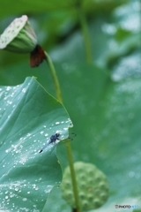 雨上がりのトンボさん～(^^♪