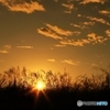 10月夕刻お写んぽ♪