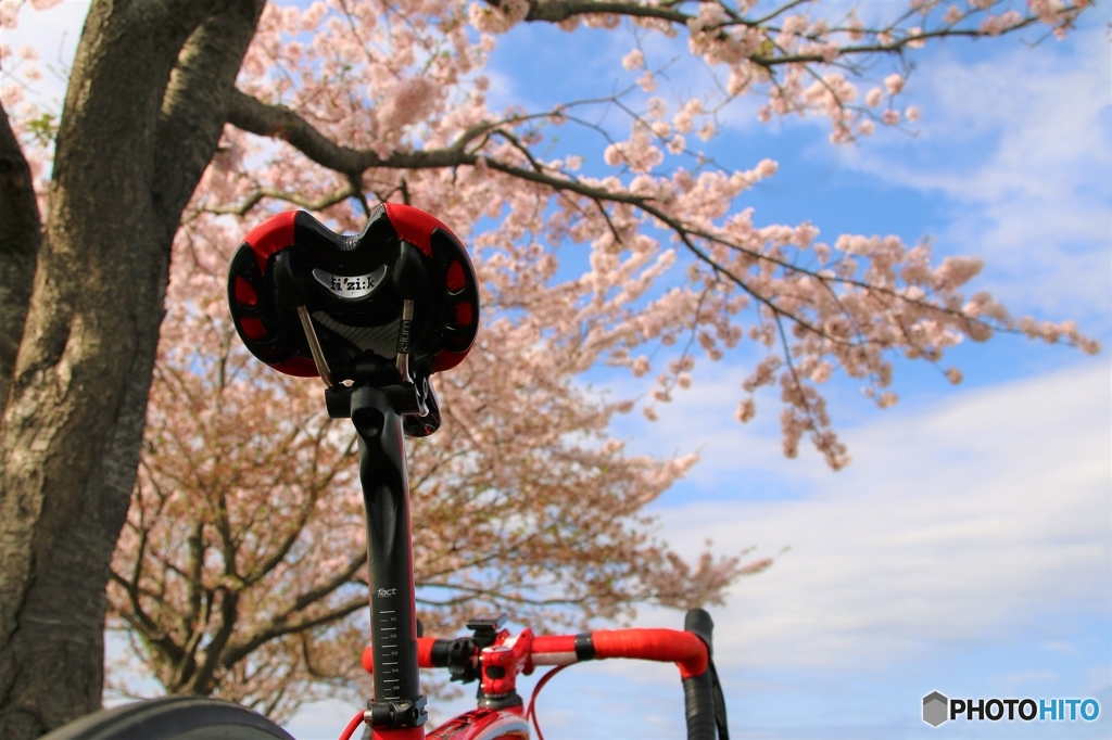 ロードバイクでお花見～♪