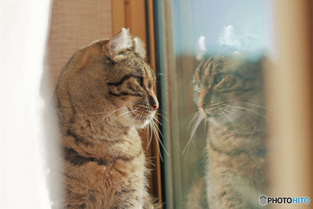 ん～今日もイケにゃんでキマってるニャン！←自画自賛～(*'▽')