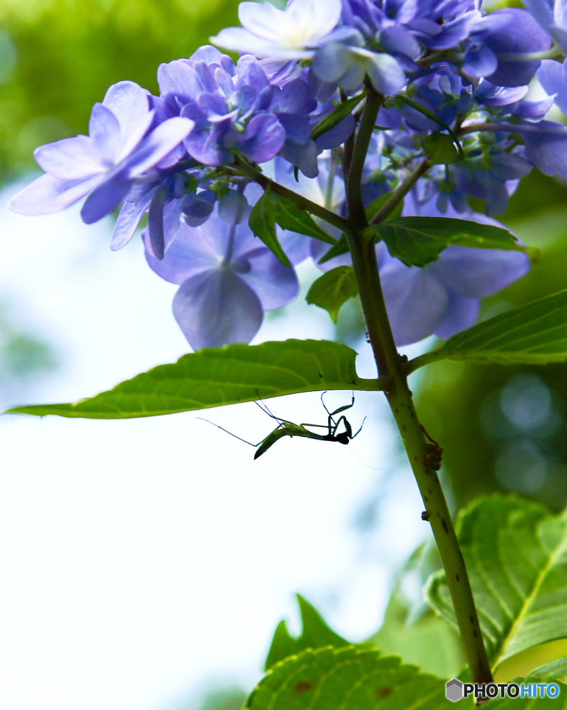 小さなカマキリ ♪