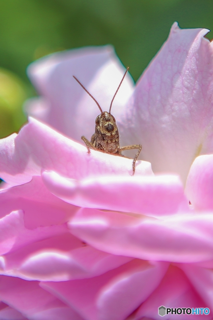 薔薇バッタ ♪