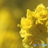 今日の菜の花～('ω')