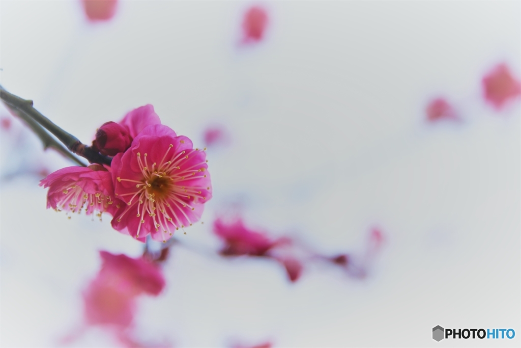 紅梅、淡かったなぁ～(*'▽')