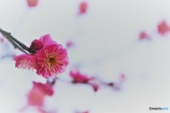 紅梅、淡かったなぁ～(*'▽')