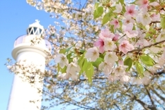 今朝の桜と灯台　!(^^)!