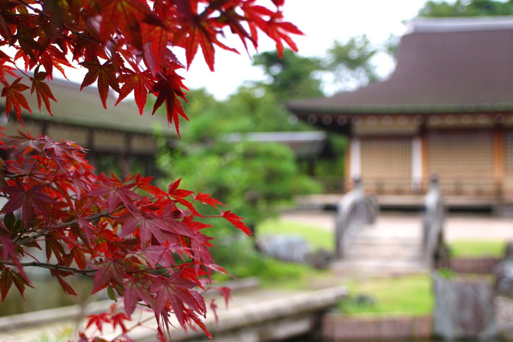 紅葉色づき始める敬老の日
