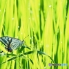 アゲハさん田んぼでお休み中～(^^♪