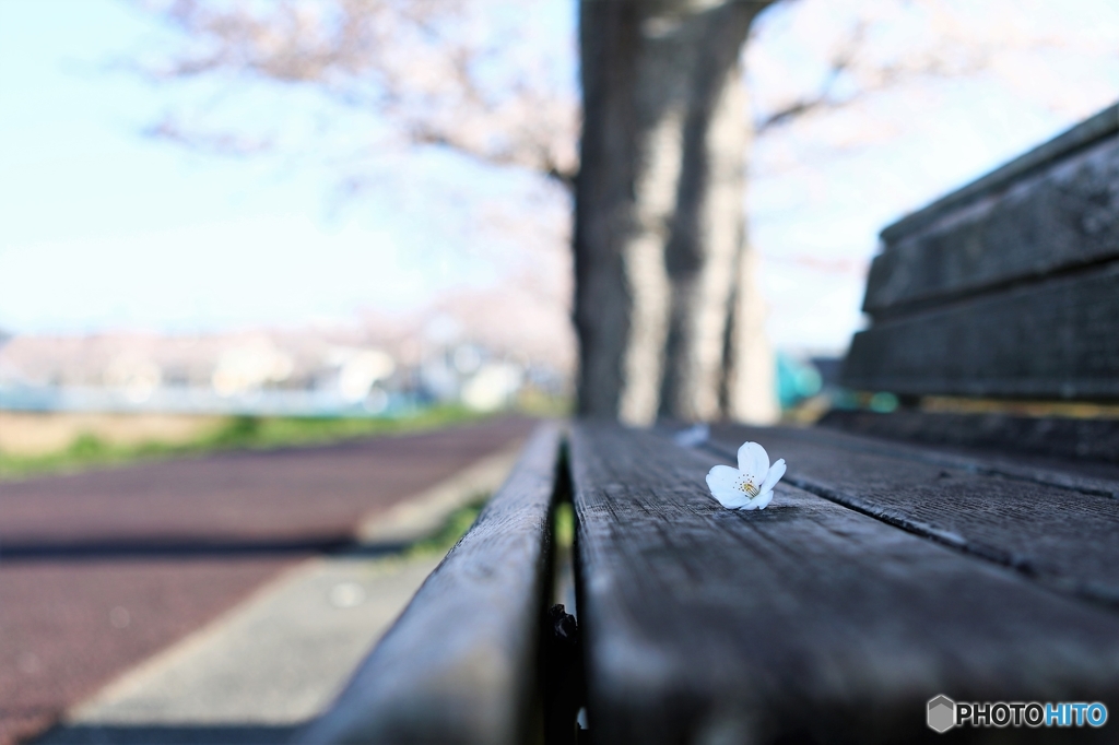 ベンチと桜さん　(^.^)