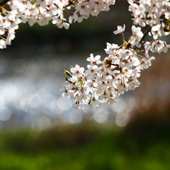 桜、キラめいて ♪
