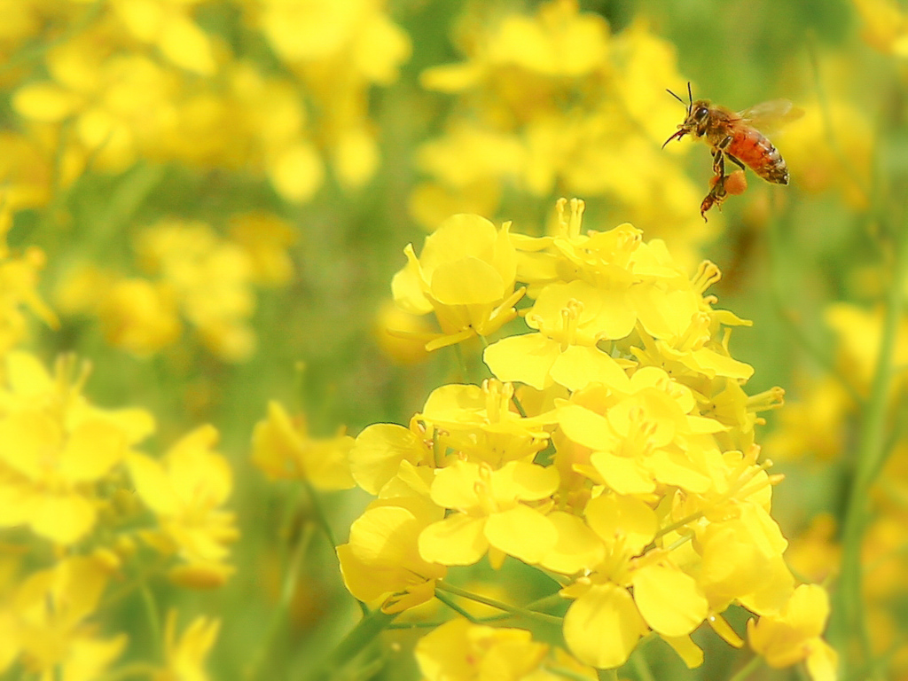 菜の花畑レストラン ♪