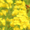菜の花畑レストラン ♪