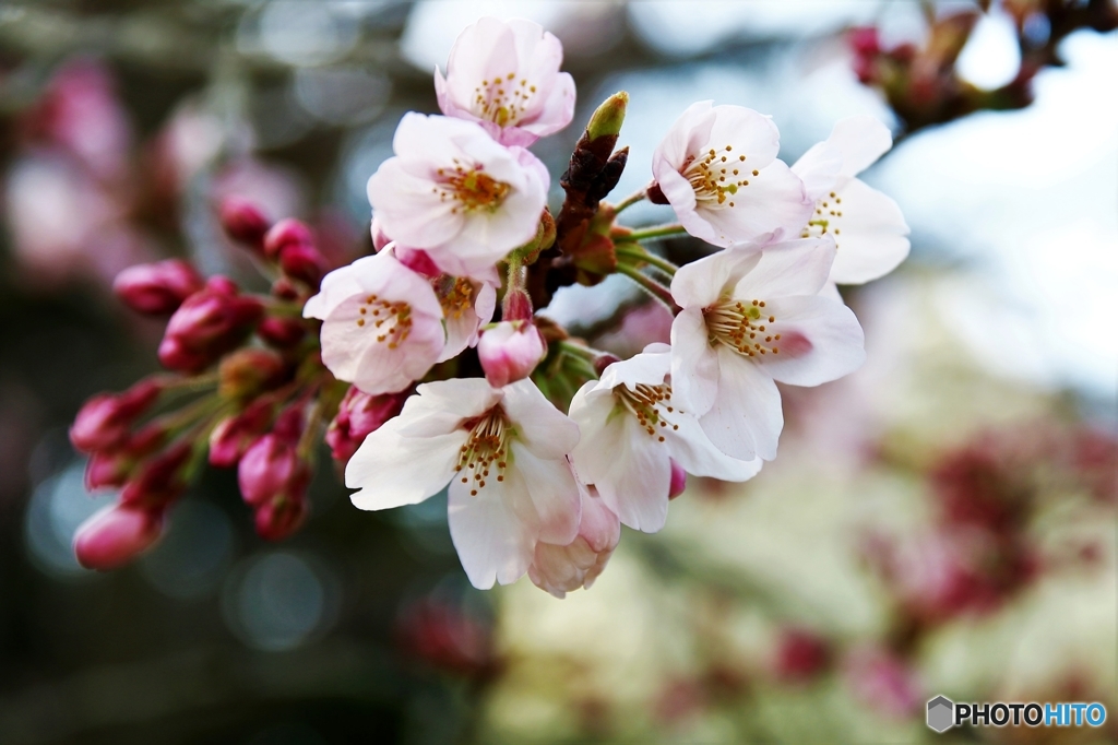 今日は蕾、開花したかなぁ～(^O^)