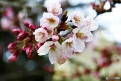 今日は蕾、開花したかなぁ～(^O^)