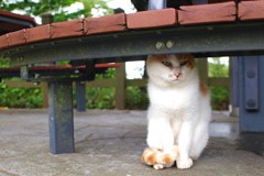 雨宿り