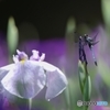 菖蒲トンボ ♪