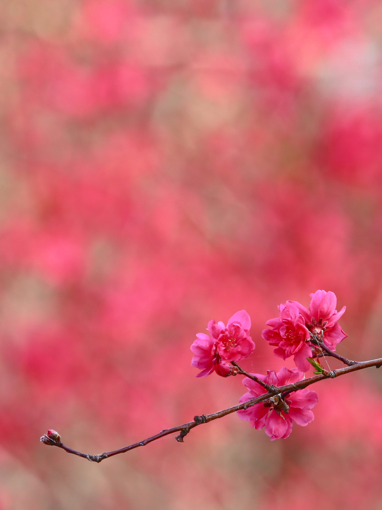 桃の花 ♪