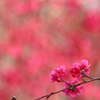 桃の花 ♪